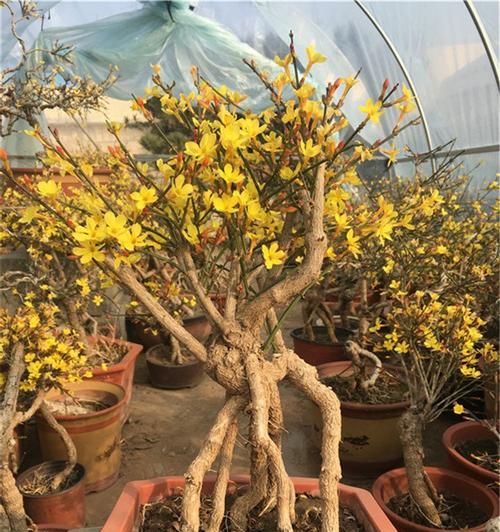 如何正确养护虎蹄迎春？选购虎蹄迎春时需要注意什么？