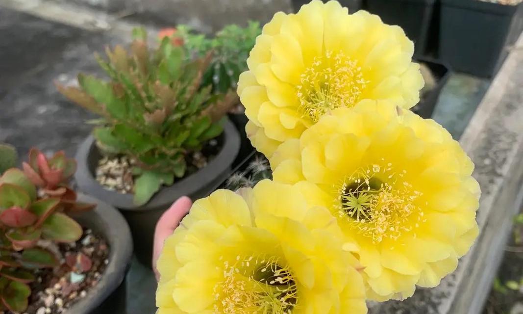 金虎仙人球能否开花？金虎仙人球开花的条件是什么？