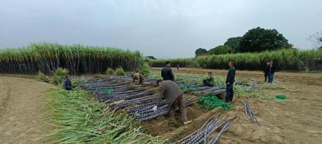安徽露天甘蔗该如何种植？什么时候种植最佳？
