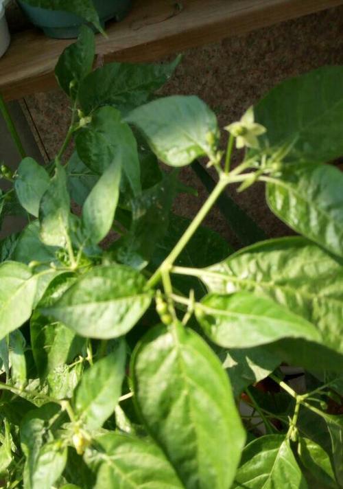 辣椒开花到结果需要多久？如何促进辣椒开花结果？