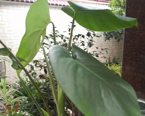 滴水观音的生长条件是什么？如何为它创造最适宜的生长环境？