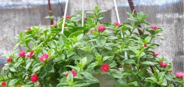 吊兰开花周期是多久？吊兰的花语是什么？