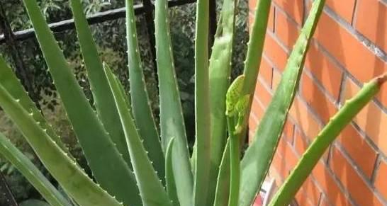 芦荟换盆后如何正确把握浇水间隔？如何让芦荟健康成长？