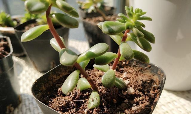 金枝玉叶花如何正确修剪？什么时候修剪最好？