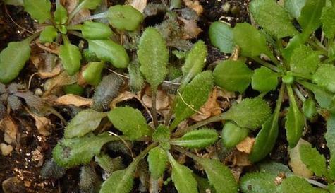 白杨是不是裸子植物？白杨与裸子植物有什么区别？