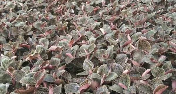 如何种植金线莲？有哪些注意事项？