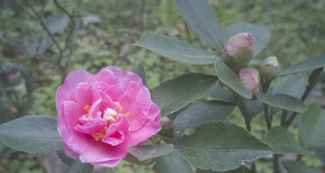 如何浇水让山茶花开得更美？有哪些要点？
