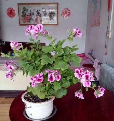 蝴蝶梅的需要哪些生长条件？蝴蝶梅喜阳还是喜阴？