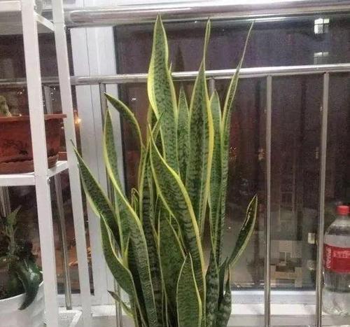 如何养出好看的虎皮兰？日常护理有哪些注意事项？