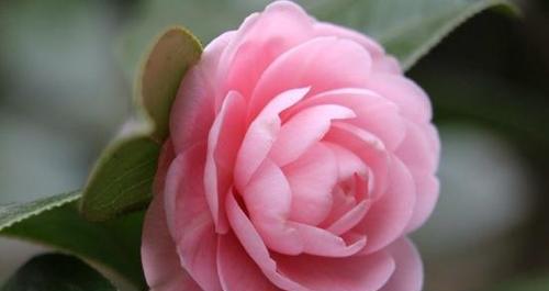 白色山茶花的花语是什么？代表什么含义？