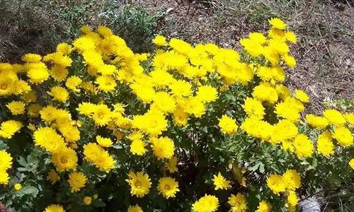 如何养护黄金菊？黄金菊的花期有多久？