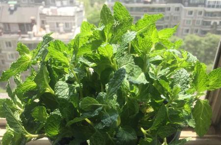 家庭如何种植薄荷？有哪些技巧和方法？