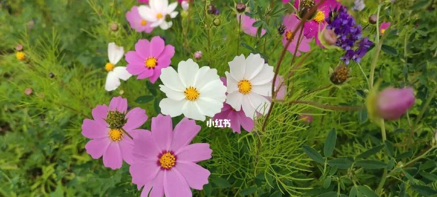 格桑花的生命周期有多久？多年生还是一年生？