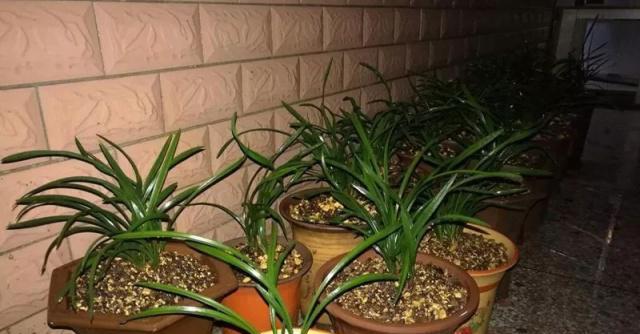 白兰花如何正确浇水？需要注意什么？