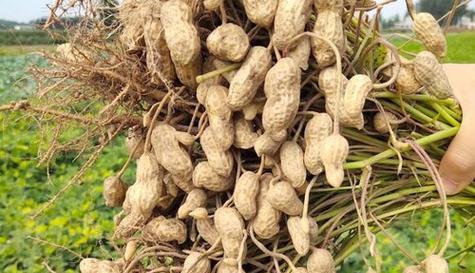 花生的生长周期是多久？采摘时节是什么时候？