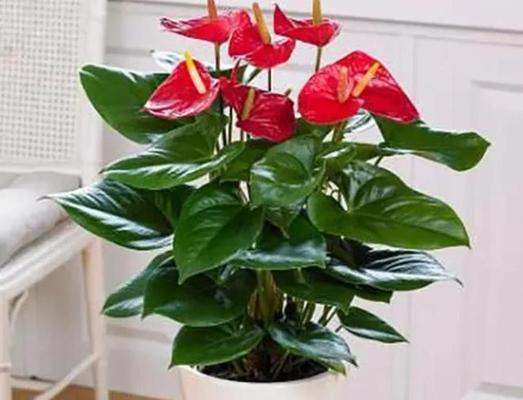 15种室内适合种植的花卉推荐（15种室内适合种植的花卉推荐）