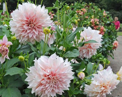 大丽花的种植及栽培方法（从时间、土壤到养护，打造美丽大丽花）