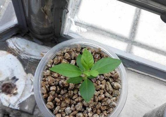 石榴喜肥的肥料选择（探究石榴施肥的方法与技巧）