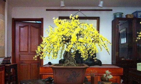 迎春换盆的最佳时机（如何选定最佳的迎春换盆时间）