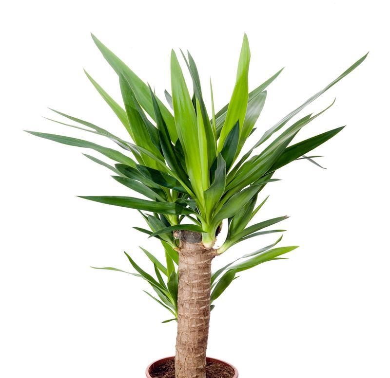 家中龙须树养几棵最好？（种植龙须树的注意事项）