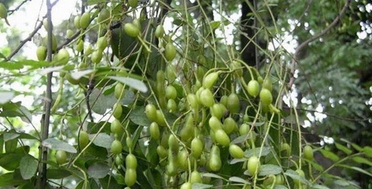 探秘槐角——中国特有的营养佳果（果实种类、产地、食用方法、药用价值等全面解析）