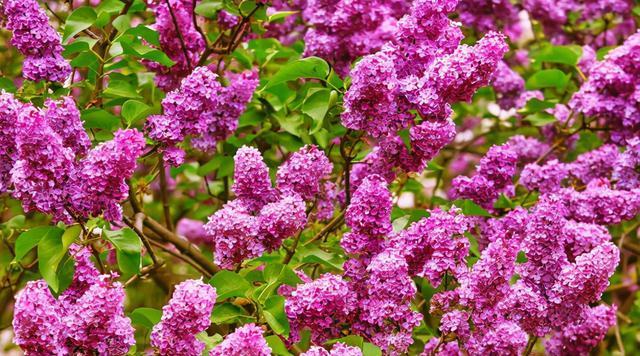 种植丁香花的养护技巧（打造美丽庭院，尽显花卉魅力）