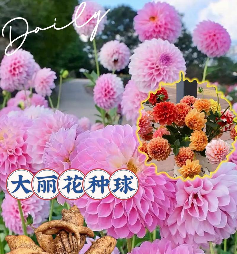 大丽花是多年生植物（生命力旺盛，花期持久，美观实用）