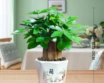 发财树适合种在深盆还是浅盆？（优缺点全解析，帮你选择适合的盆栽！）