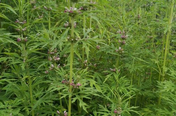 益母草的花是什么颜色？——解析益母草花色