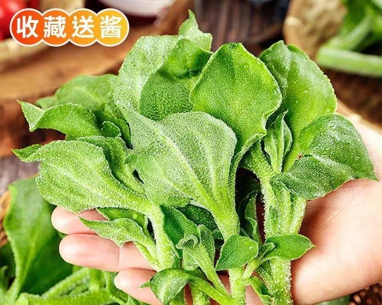 冰草的近亲——芹菜（探究芹菜的营养价值与健康功效）
