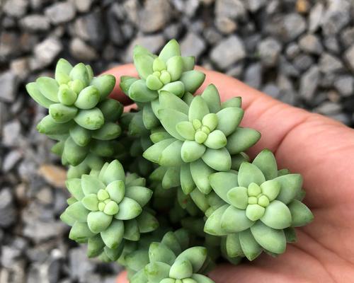多肉玉缀养护全攻略（打造饱满通透的多肉玉缀，从养护开始！）