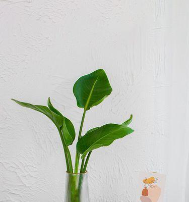 天堂鸟——开花奇观（生命的奇迹、花期、花朵之美）