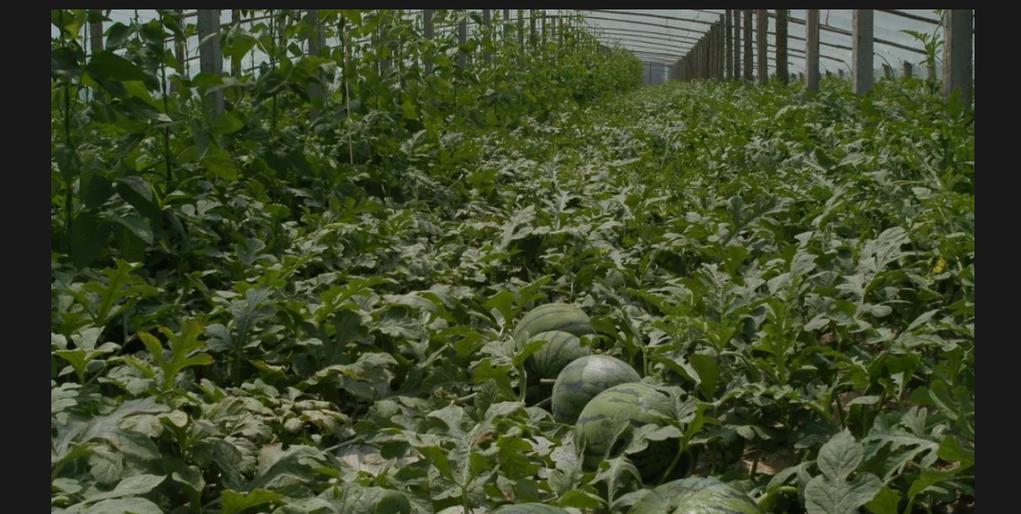 如何科学种植西瓜（西瓜种植时间、栽培管理技术和注意事项）