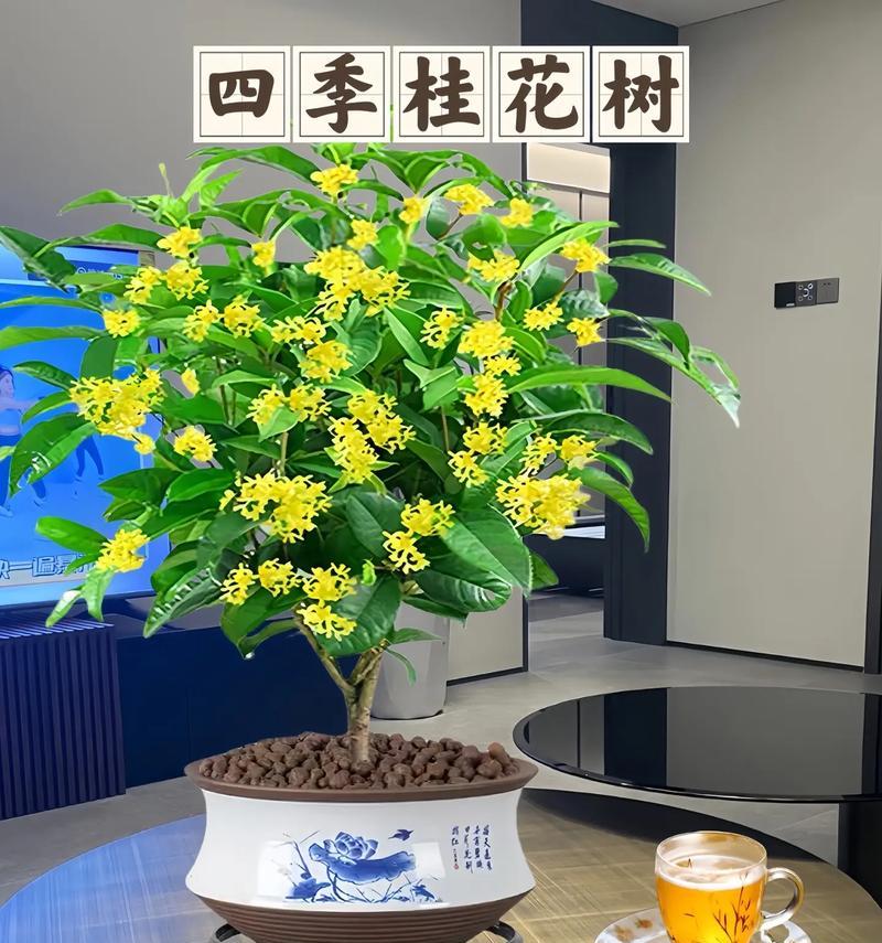 四季桂养护全指南（四季桂好养吗？教你正确的养殖方法和注意事项！）
