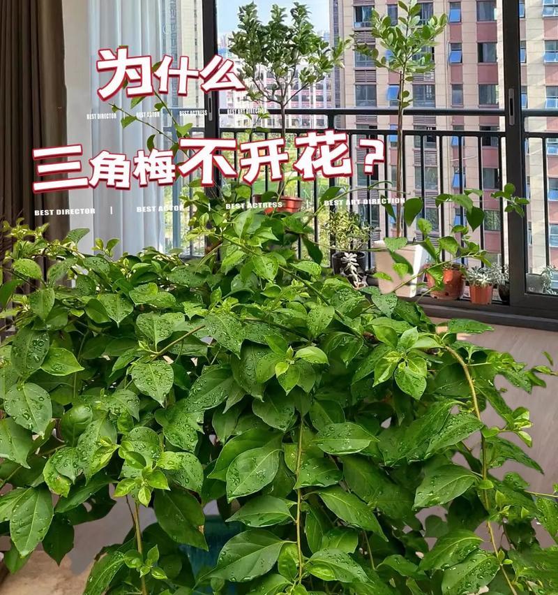 三角梅的浇水频率及注意事项（不同季节如何合理浇水，三角梅的养护误区及其影响）