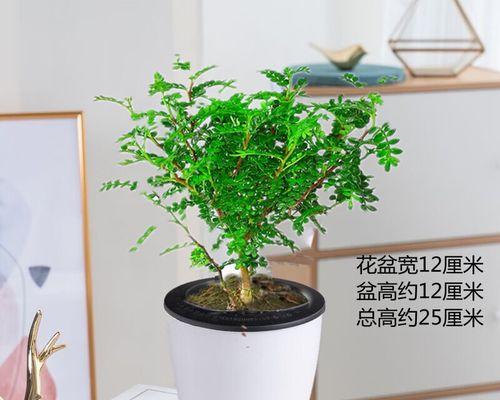 清香木不长叶子？这些方法可以帮你解决！