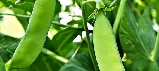 红扁豆种植全攻略（种植时间、方法和注意事项，轻松掌握）