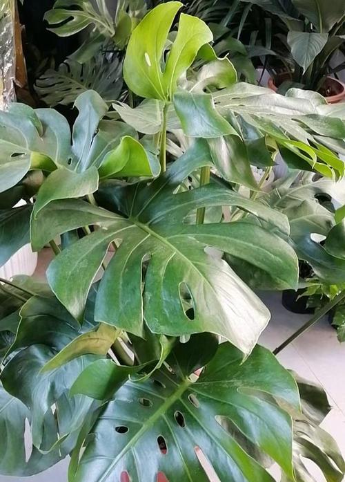 水芙蓉室内养殖是否有毒？（水芙蓉养护小技巧，健康有保障！）