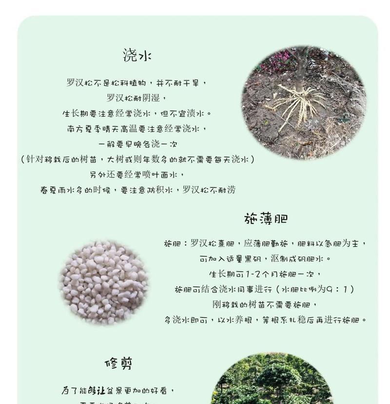 罗汉松浇水的正确方法（一步步教你如何浇水，让罗汉松茁壮成长）