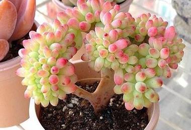 乙女心所爱（植物栽培的小技巧和乙女的情感表达）