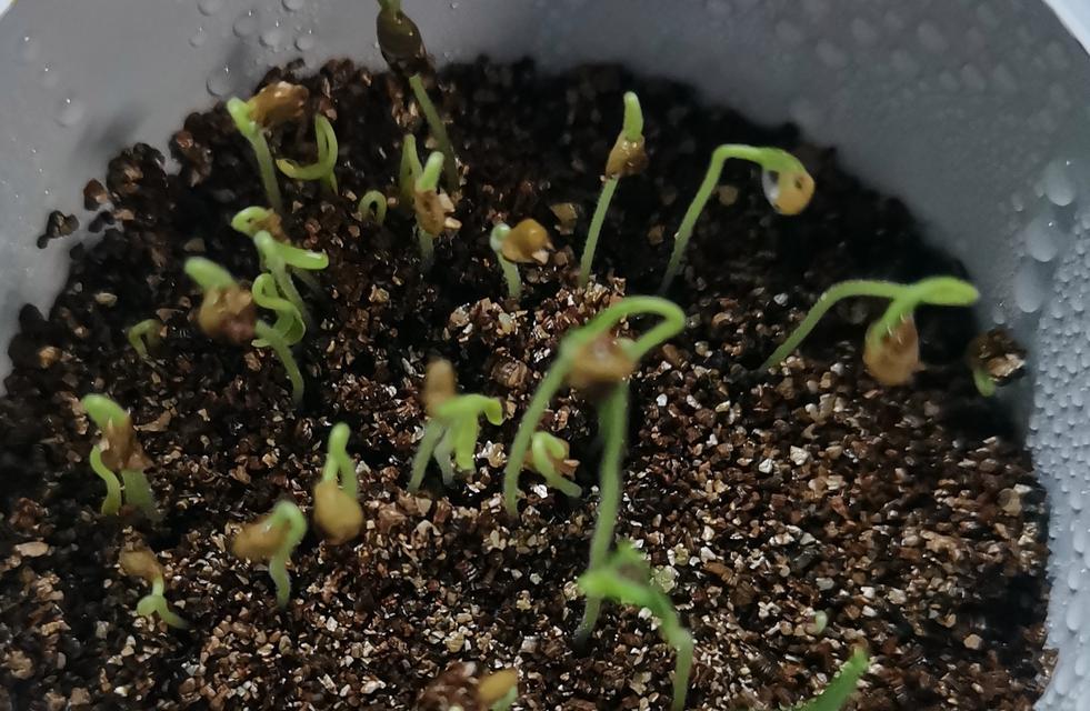 如何科学浇水，让你的柿子树茁壮成长（柿子树浇水技巧，让你的果树开花结果）