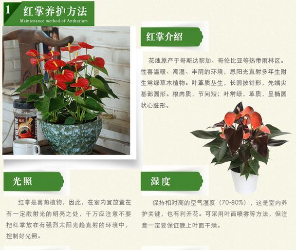 红掌怎样安全过冬？（红掌养护的技巧与方法）