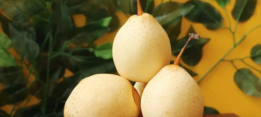 梨子的季节和成熟时间（掌握梨子的成熟时间，享受健康美味）