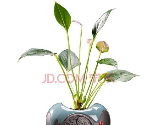 粉掌的水养方法（学会水养，让你的粉掌更加健康）