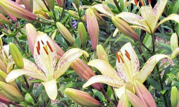 百合的生命周期与特征（揭秘多年生植物的神秘世界）