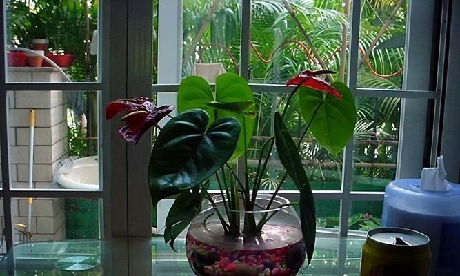 适合水培的植物有哪些？（选择适合水培的植物，打造绿色家居）