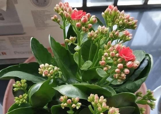 黄豆是喜水还是喜旱植物？（黄豆是喜水还是喜旱植物？）