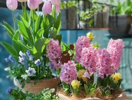 风信子的冬季生存能力如何？（探究风信子在寒冷季节的适应性）
