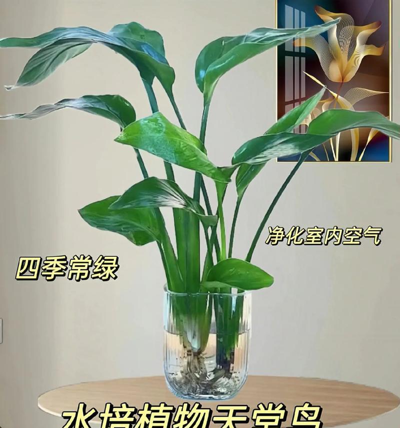 鹤望兰水培指南（打造美丽家居的神奇鹤望兰种植技巧）
