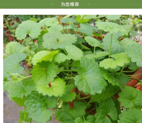 爱之蔓的浇水方法（让你的爱之蔓茁壮成长）